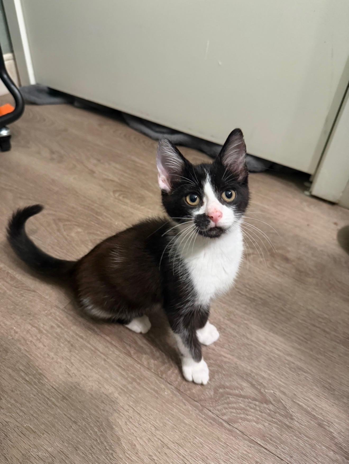 Rowan, Adoptable, Kitten Male Domestic Short Hair.