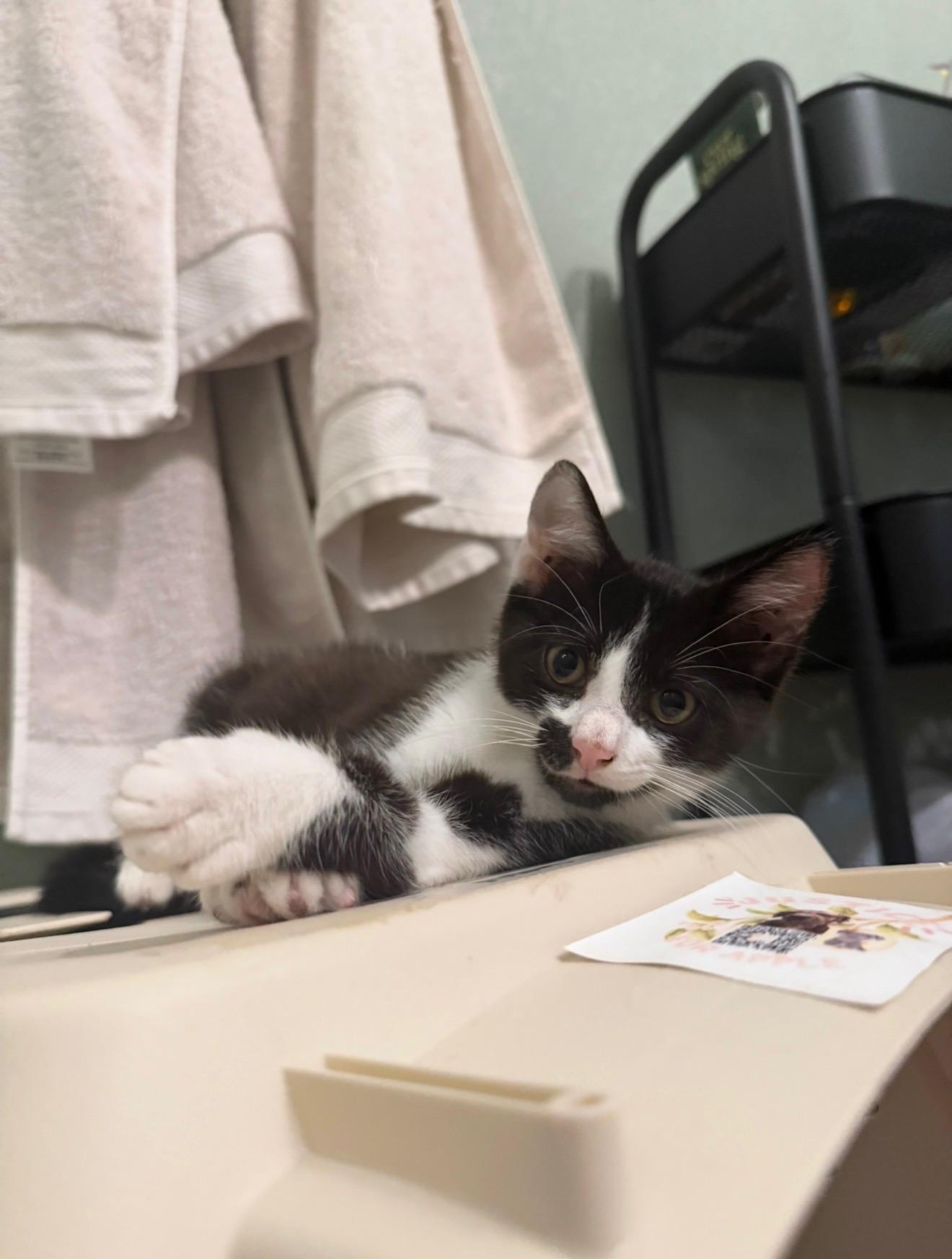 Enlarge Rowan, a Adoptable Domestic Short Hair in Tampa, FL image 3/4