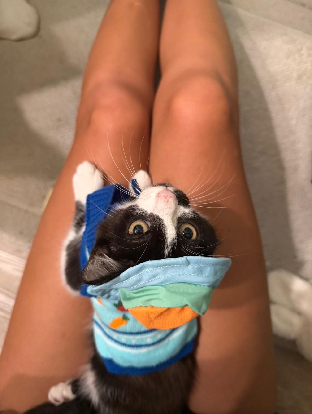 Enlarge Rowan, a Adoptable Domestic Short Hair in Tampa, FL image 2/4