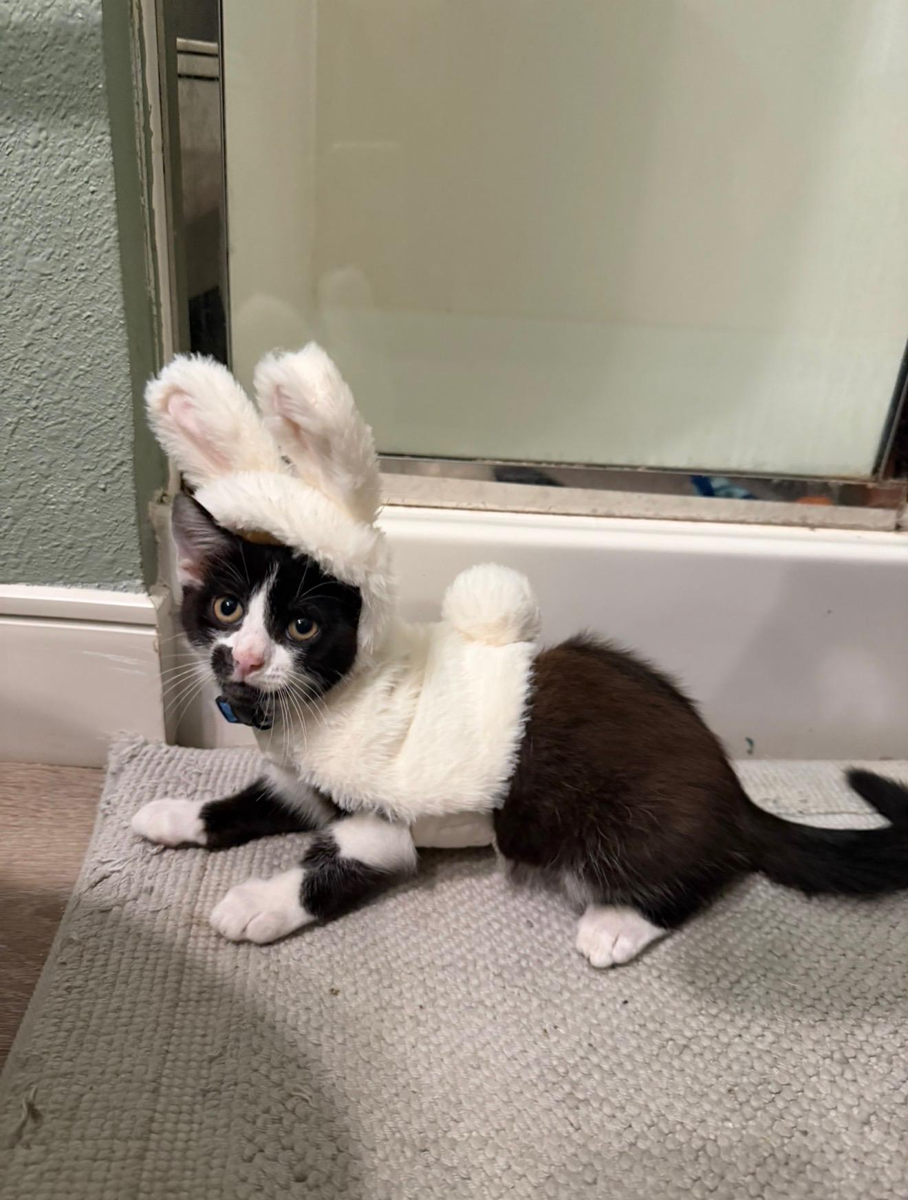 Enlarge Rowan, a Adoptable Domestic Short Hair in Tampa, FL image 4/4