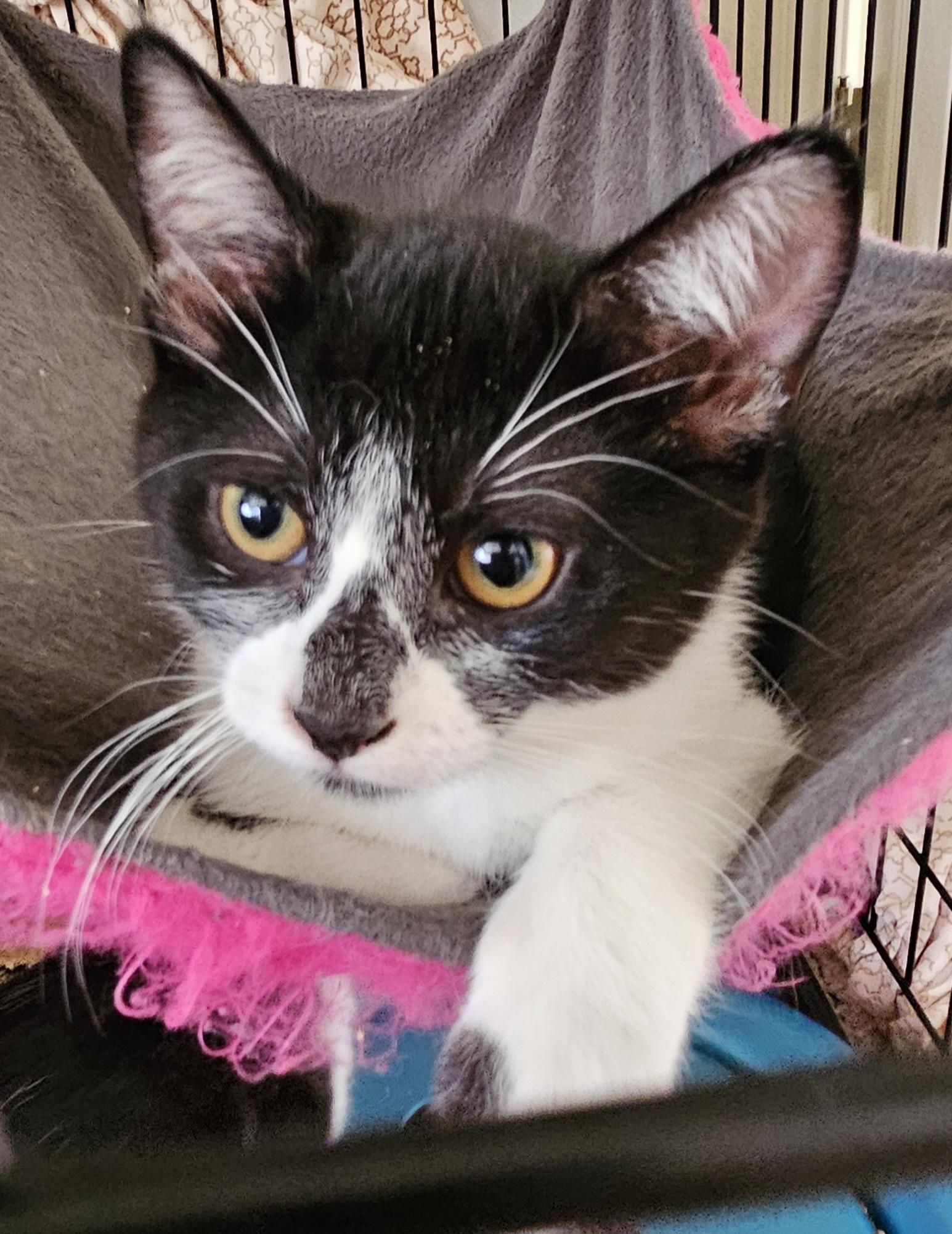 Pepper, Adoptable, Kitten Female Tuxedo.