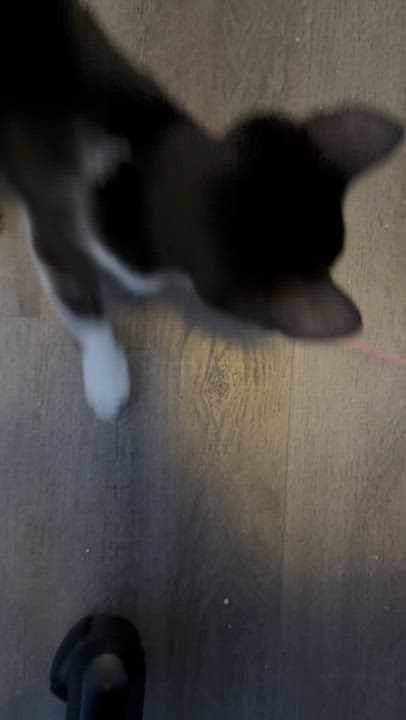 Enlarge Pepper, a Adoptable Tuxedo in South San Francisco, CA video 4/4