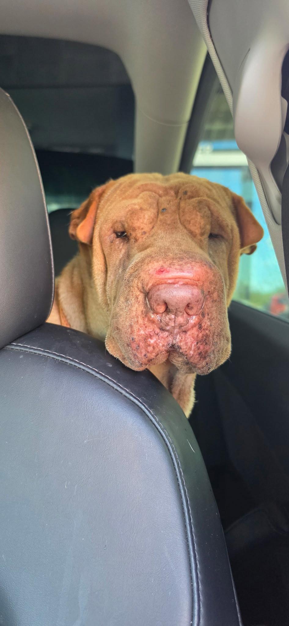 Honey Bunches of Oats, Adoptable, Adult Female Shar-Pei.