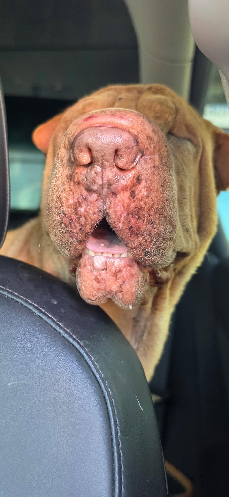 Enlarge Honey Bunches of Oats, a Adoptable Shar-Pei in Phoenix, AZ image 2/3