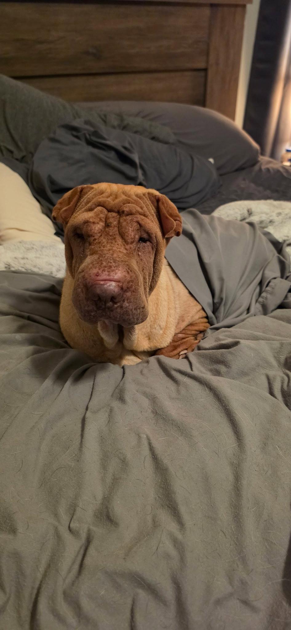Enlarge Honey Bunches of Oats, a Adoptable Shar-Pei in Phoenix, AZ image 3/3