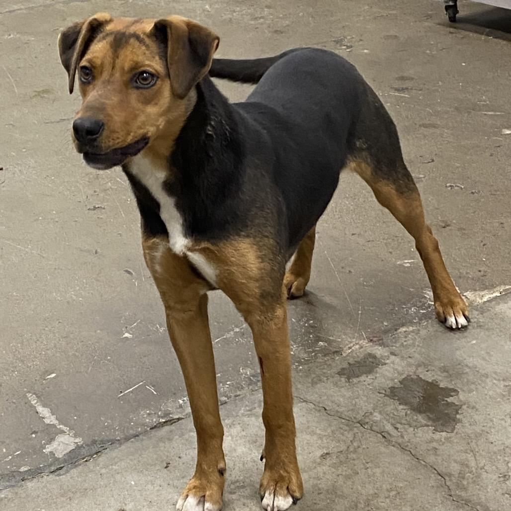 Enlarge Tulip, a Adoptable Mixed Breed in Corbin, KY image 1/5