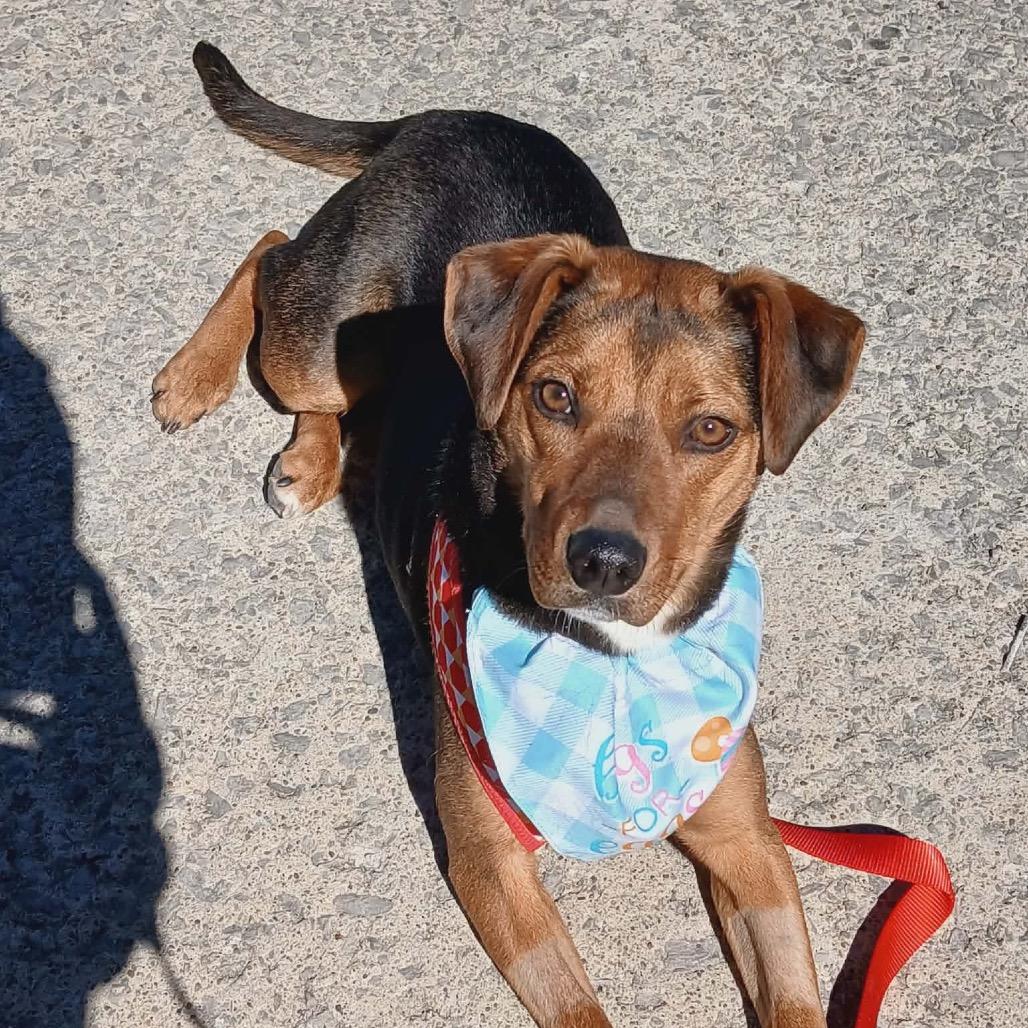 Enlarge Tulip, a Adoptable Mixed Breed in Corbin, KY image 2/5