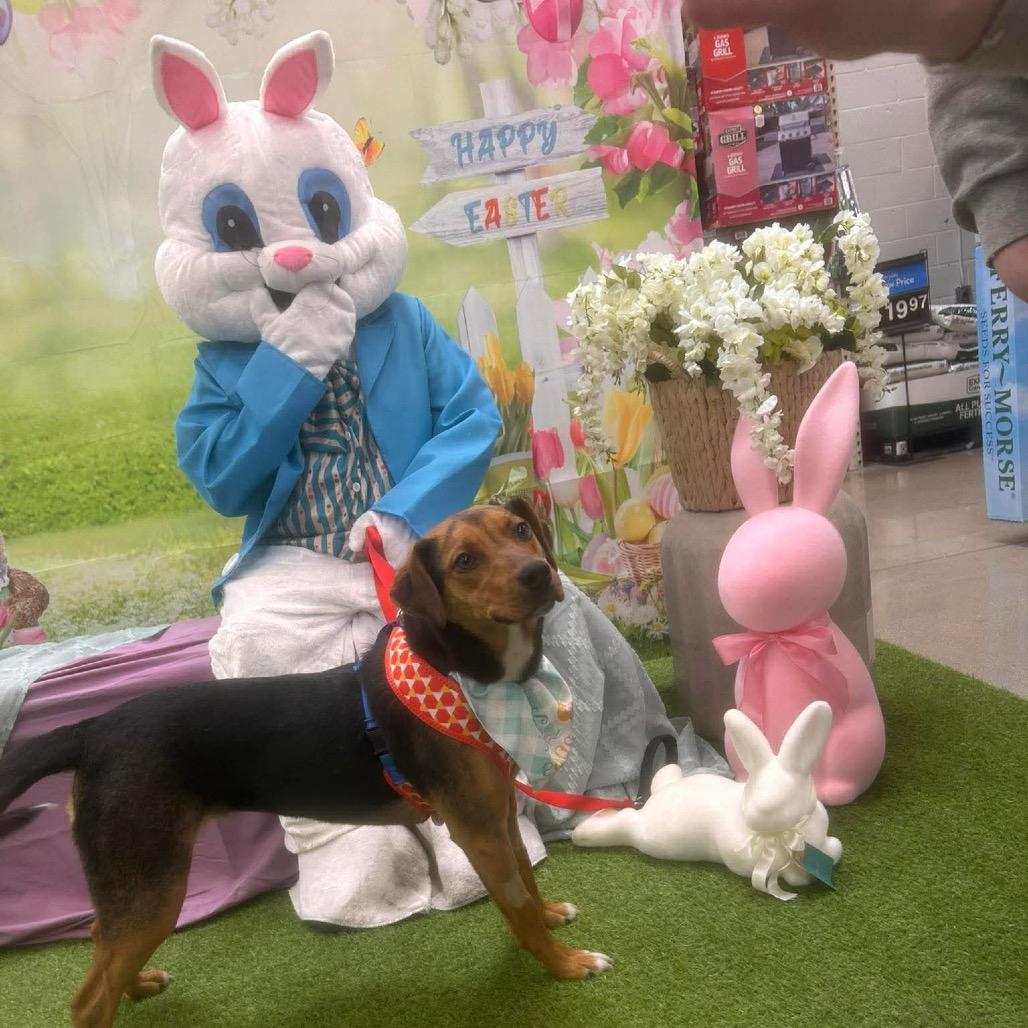 Enlarge Tulip, a Adoptable Mixed Breed in Corbin, KY image 3/5