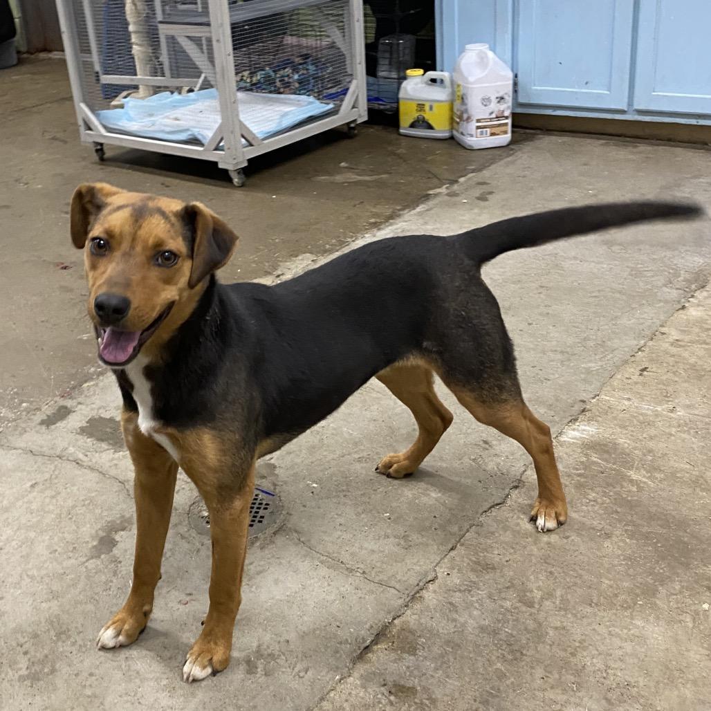 Enlarge Tulip, a Adoptable Mixed Breed in Corbin, KY image 4/5