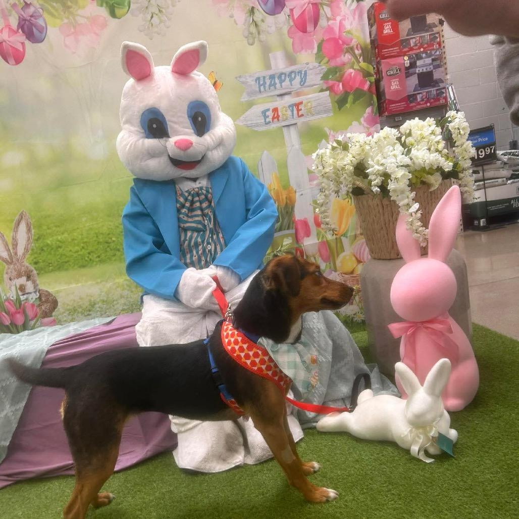 Enlarge Tulip, a Adoptable Mixed Breed in Corbin, KY image 5/5