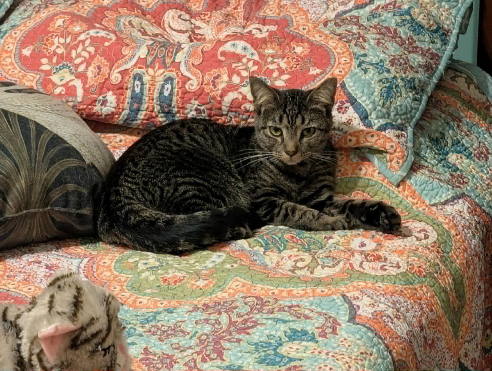 Shalimar, Adoptable, Young Female Domestic Short Hair.