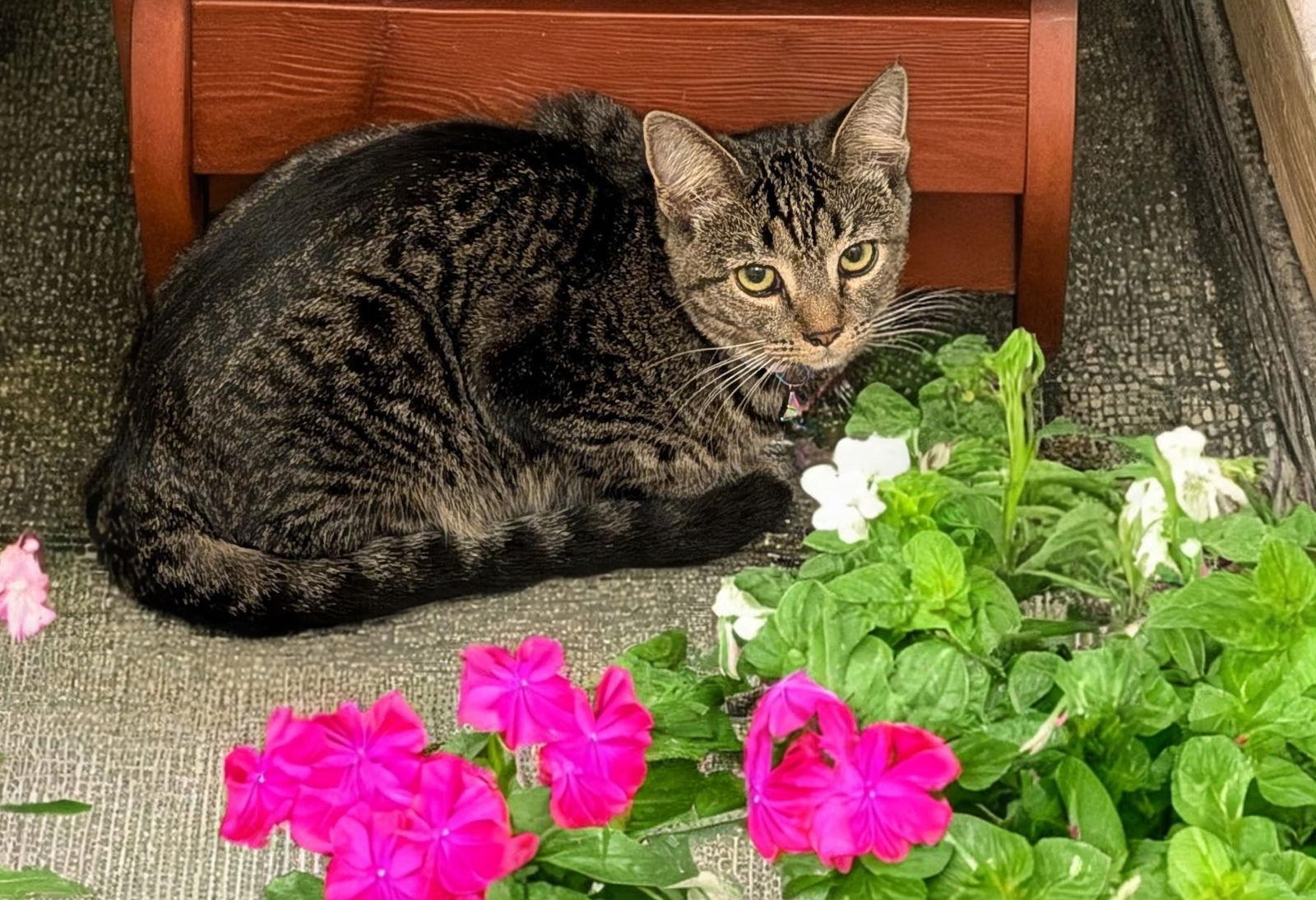 Shalimar, a Adoptable Domestic Short Hair in Oviedo, FL image 2/3