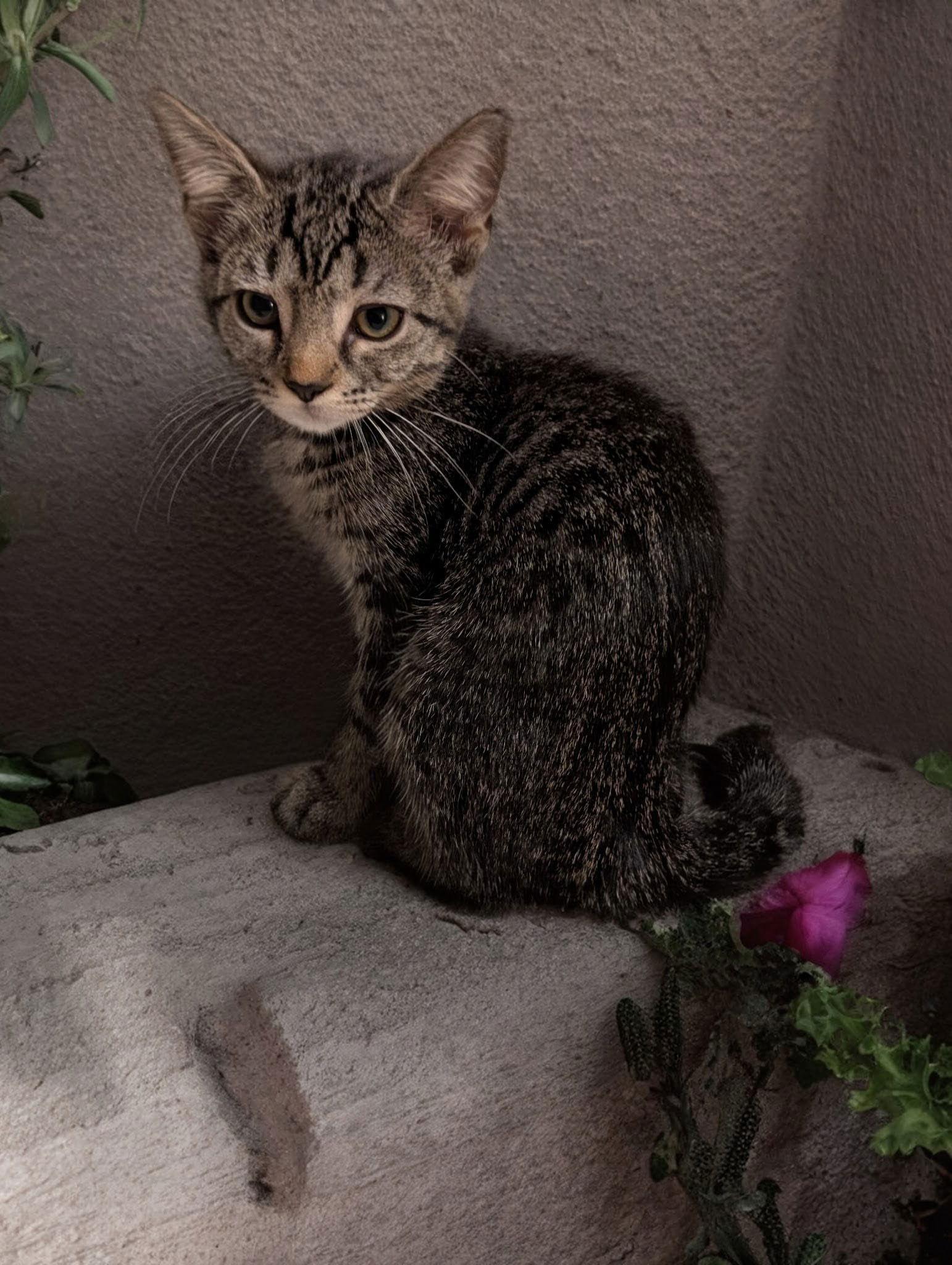 Shalimar, a Adoptable Domestic Short Hair in Oviedo, FL image 3/3