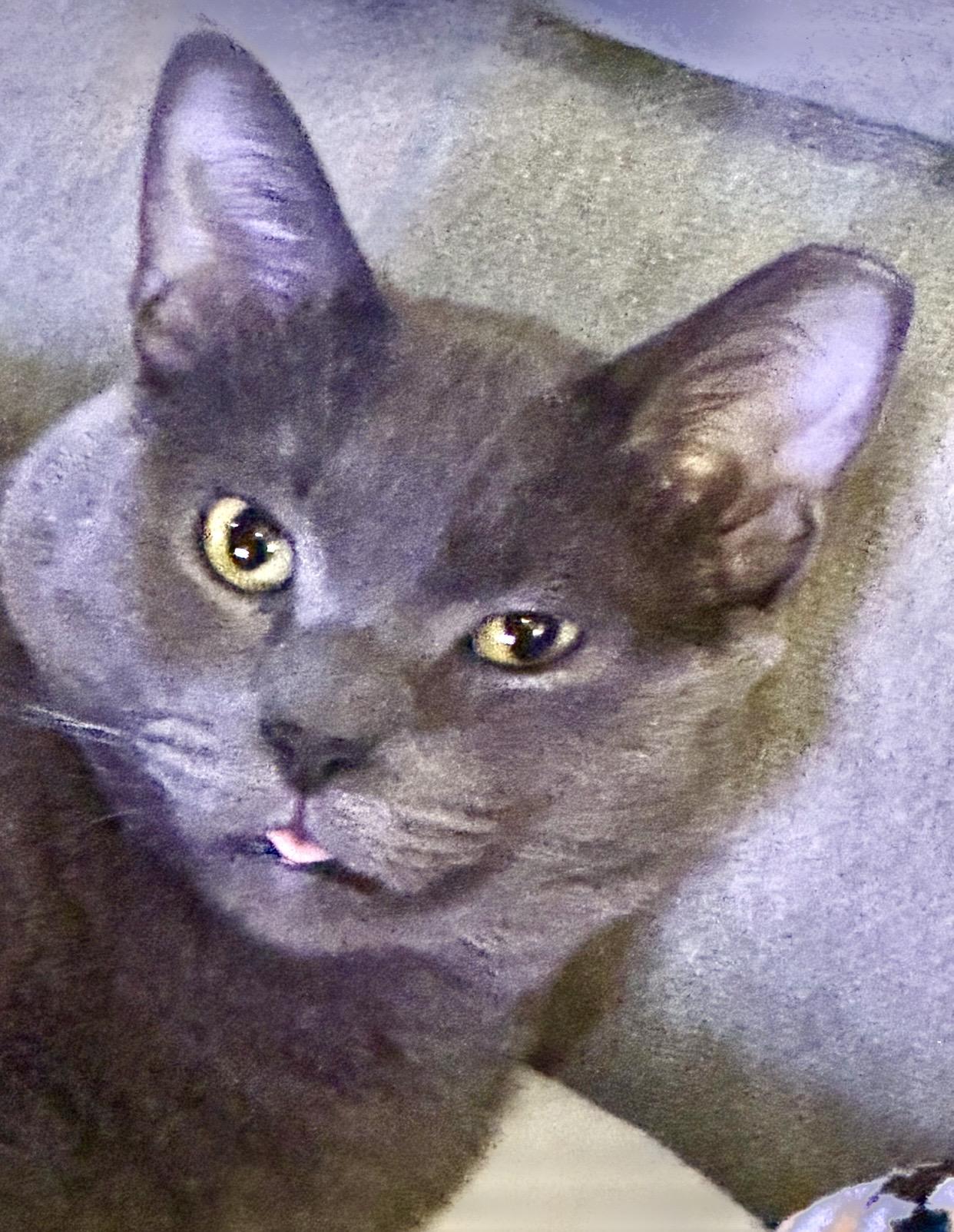 Enlarge Slater, an adopted Domestic Short Hair in Port Washington, WI image 3/3