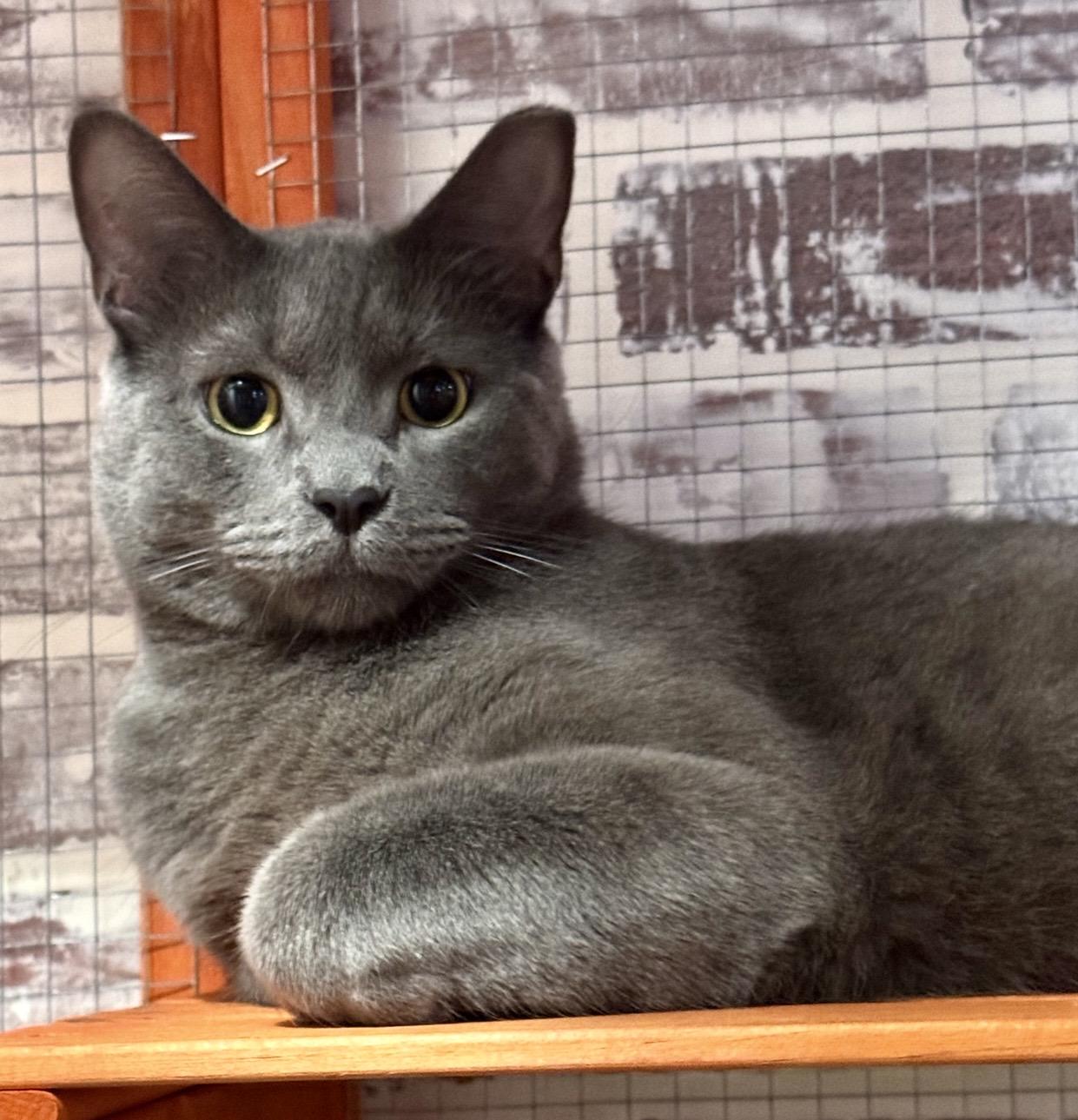 Enlarge Slater, an adopted Domestic Short Hair in Port Washington, WI image 1/3