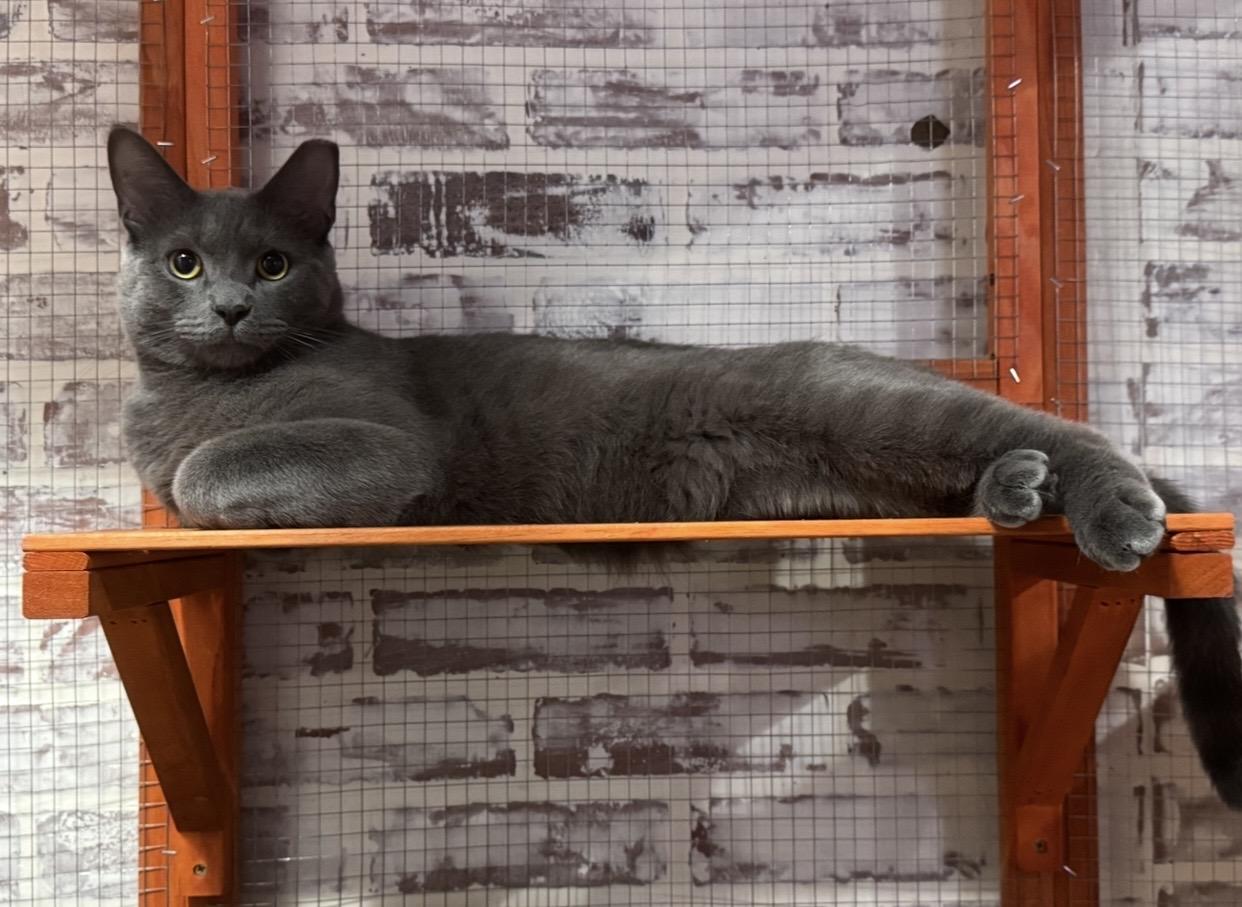 Enlarge Slater, an adopted Domestic Short Hair in Port Washington, WI image 2/3