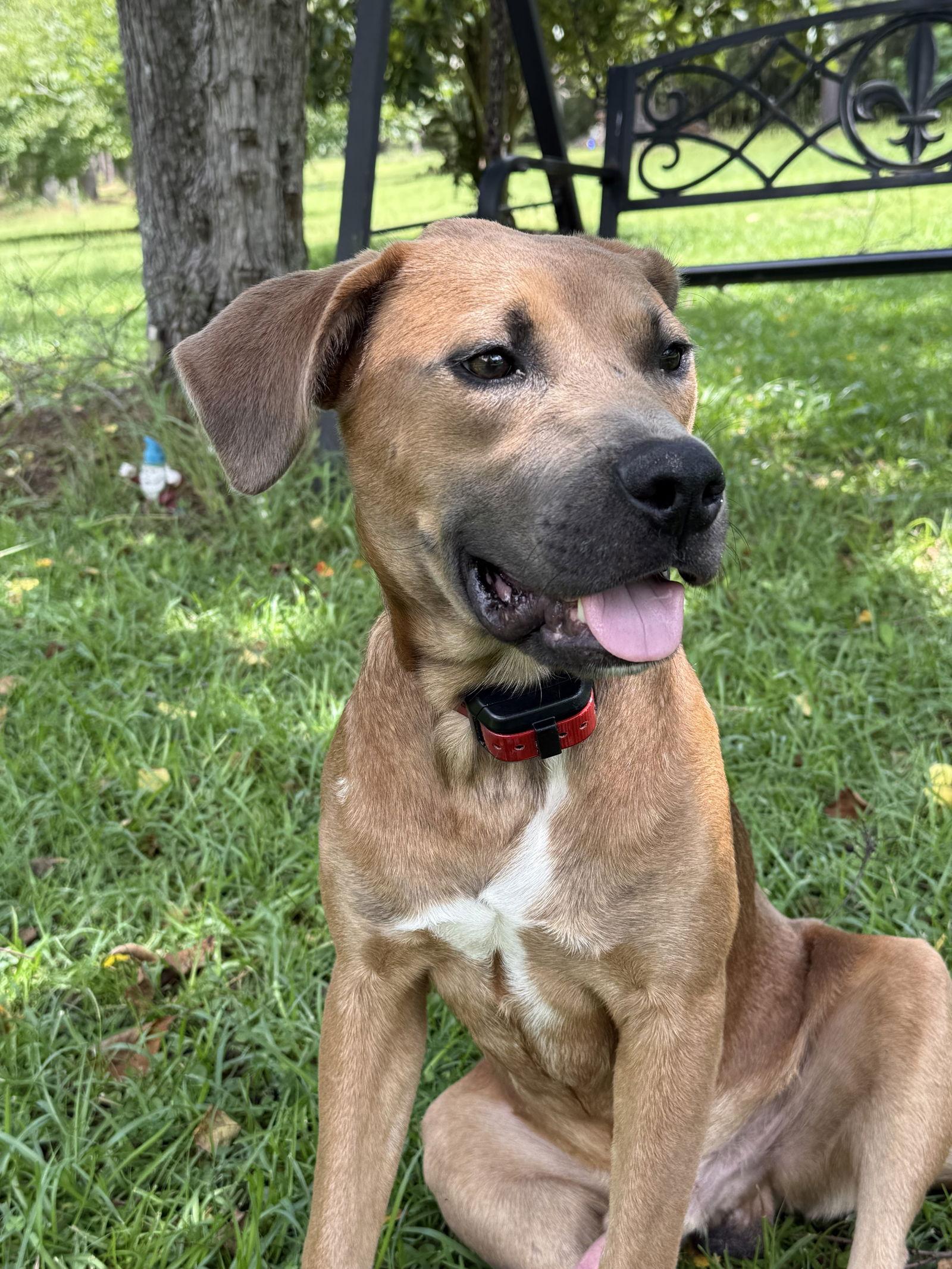 Enlarge Willie Nelson, a Adoptable Black Mouth Cur in Mobile, AL image 1/3