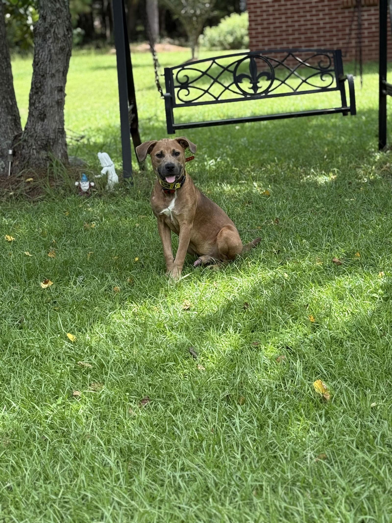 Enlarge Willie Nelson, a Adoptable Black Mouth Cur in Mobile, AL image 2/3