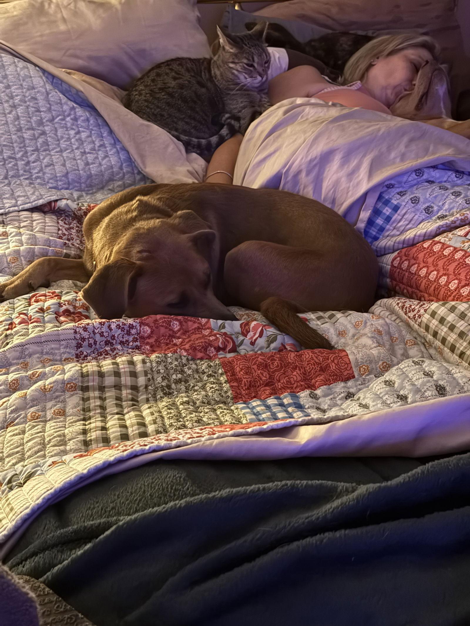 Enlarge Willie Nelson, a Adoptable Black Mouth Cur in Mobile, AL image 3/3