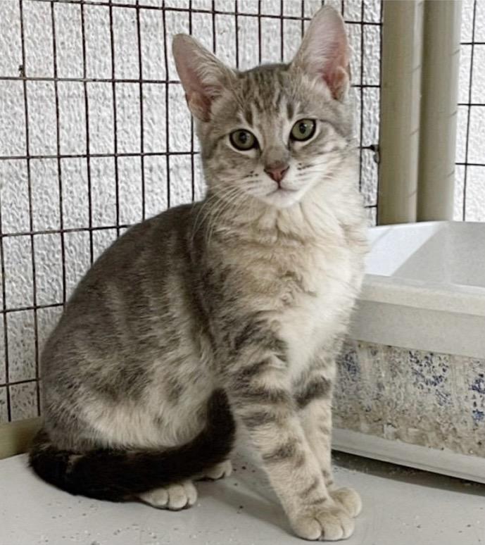 Dasher, a Adoptable mixed breed in Kingwood, TX image 2/6