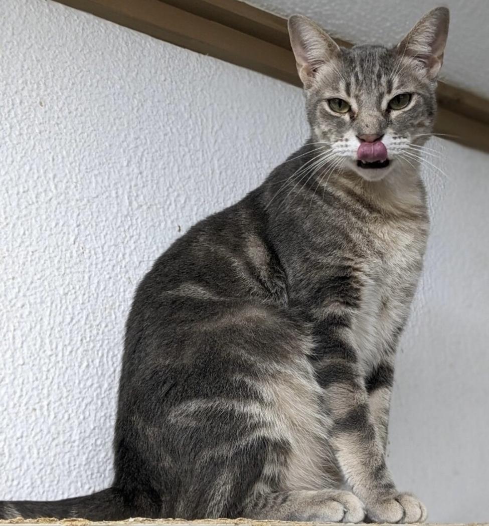 Dasher, Adoptable, Adult Male Tabby & Domestic Short Hair.