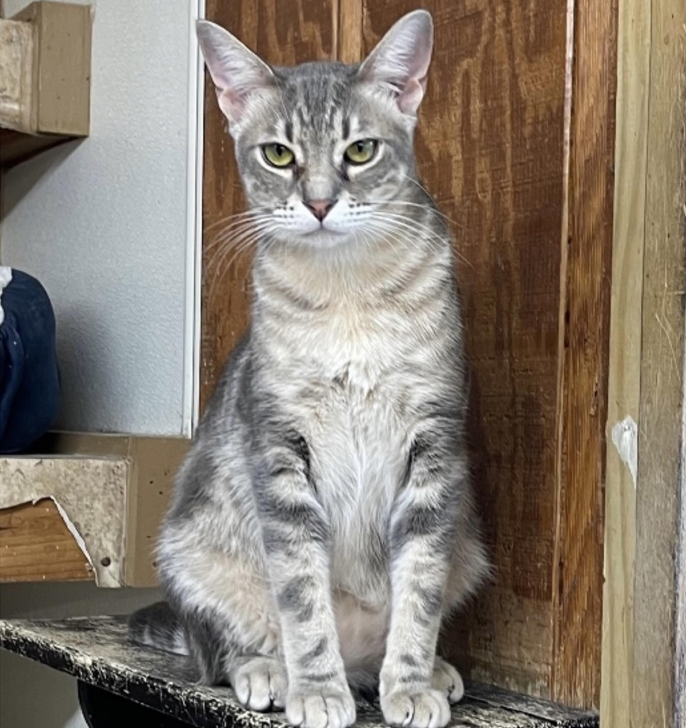 Dasher, a Adoptable mixed breed in Kingwood, TX image 4/6