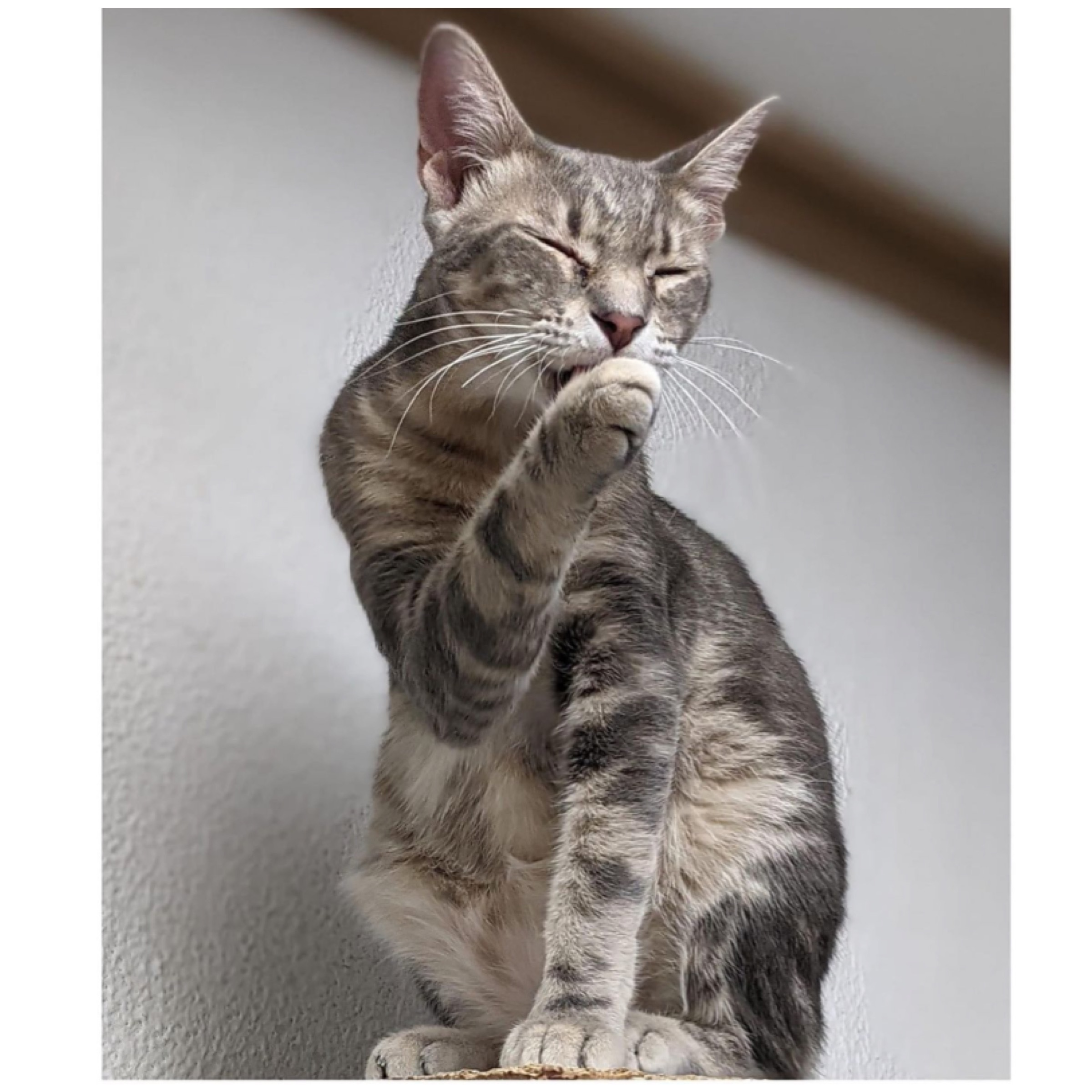 Dasher, a Adoptable mixed breed in Kingwood, TX image 1/6