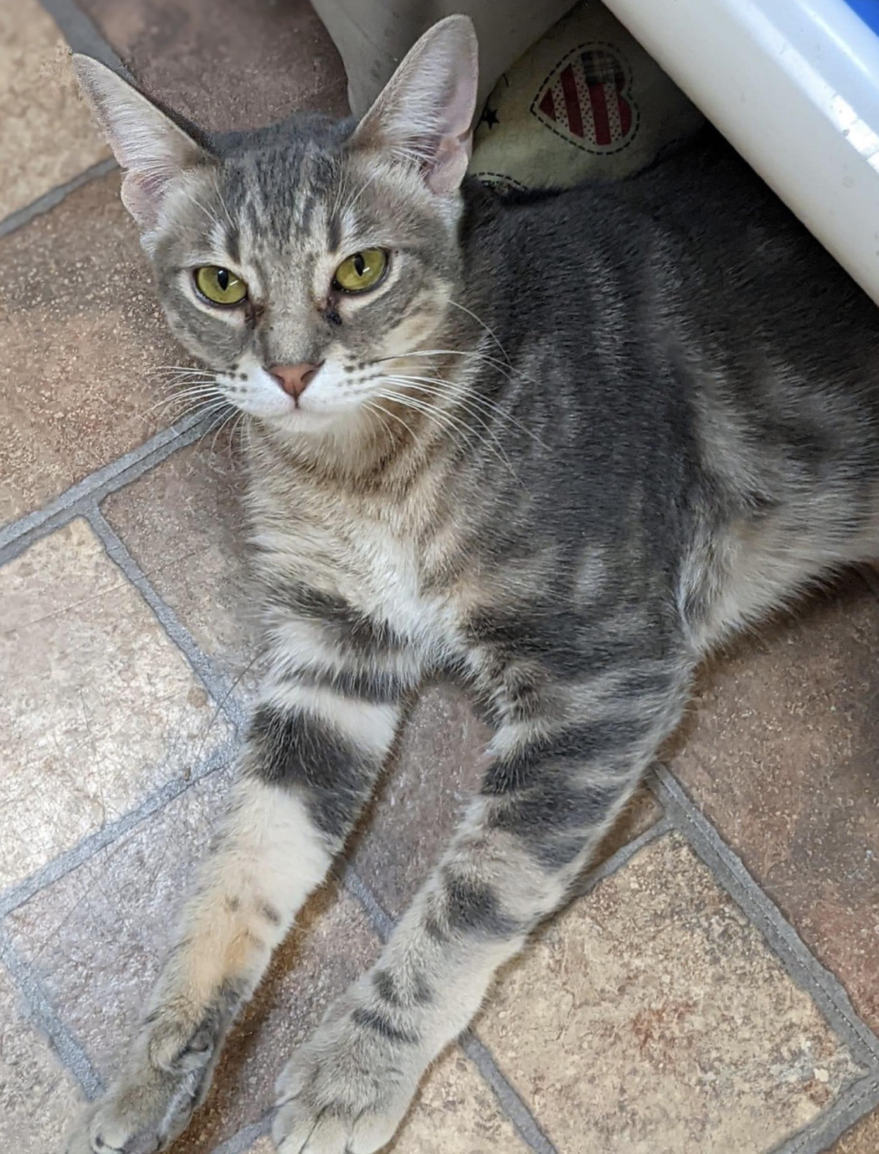 Dasher, a Adoptable mixed breed in Kingwood, TX image 5/6