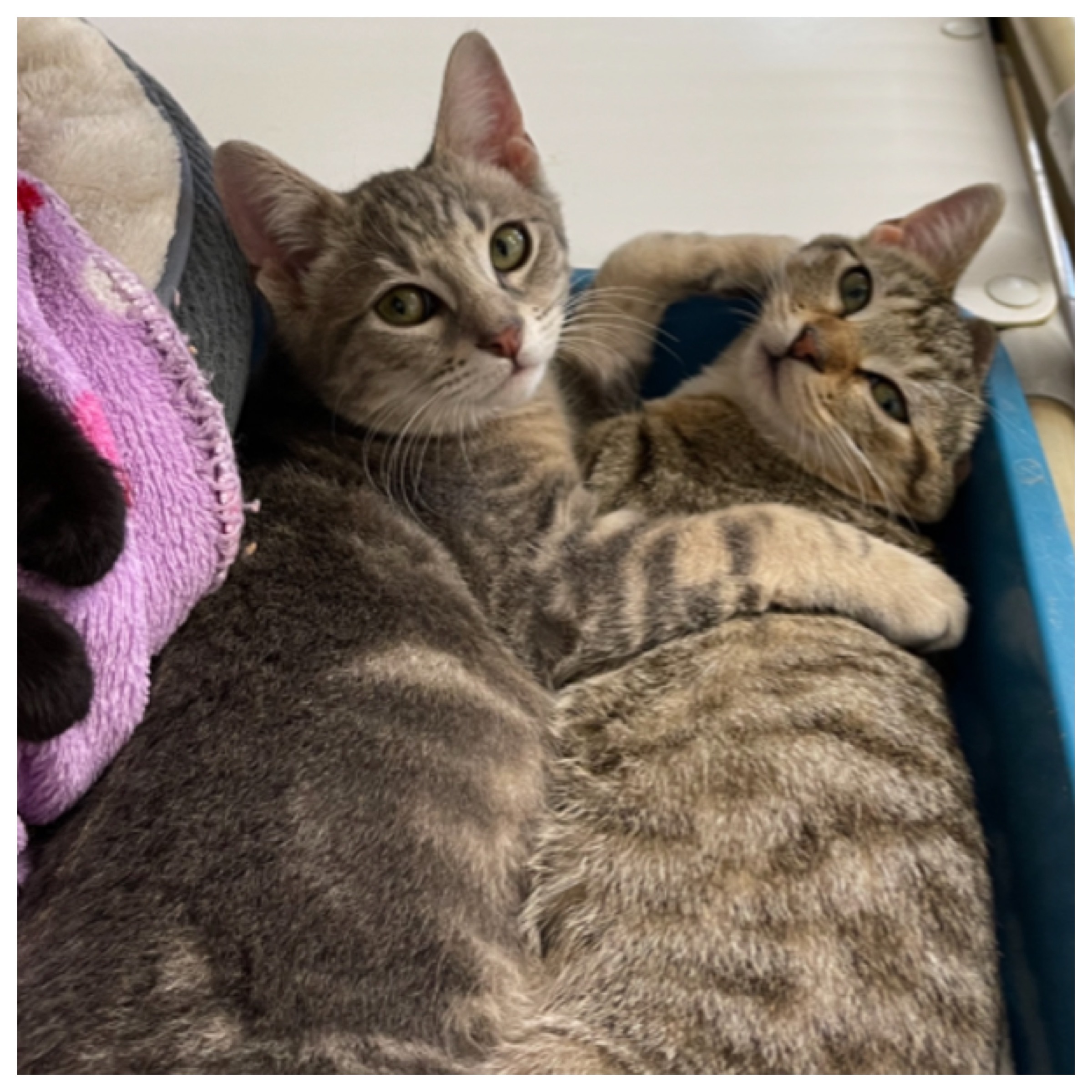 Dasher, a Adoptable mixed breed in Kingwood, TX image 6/6