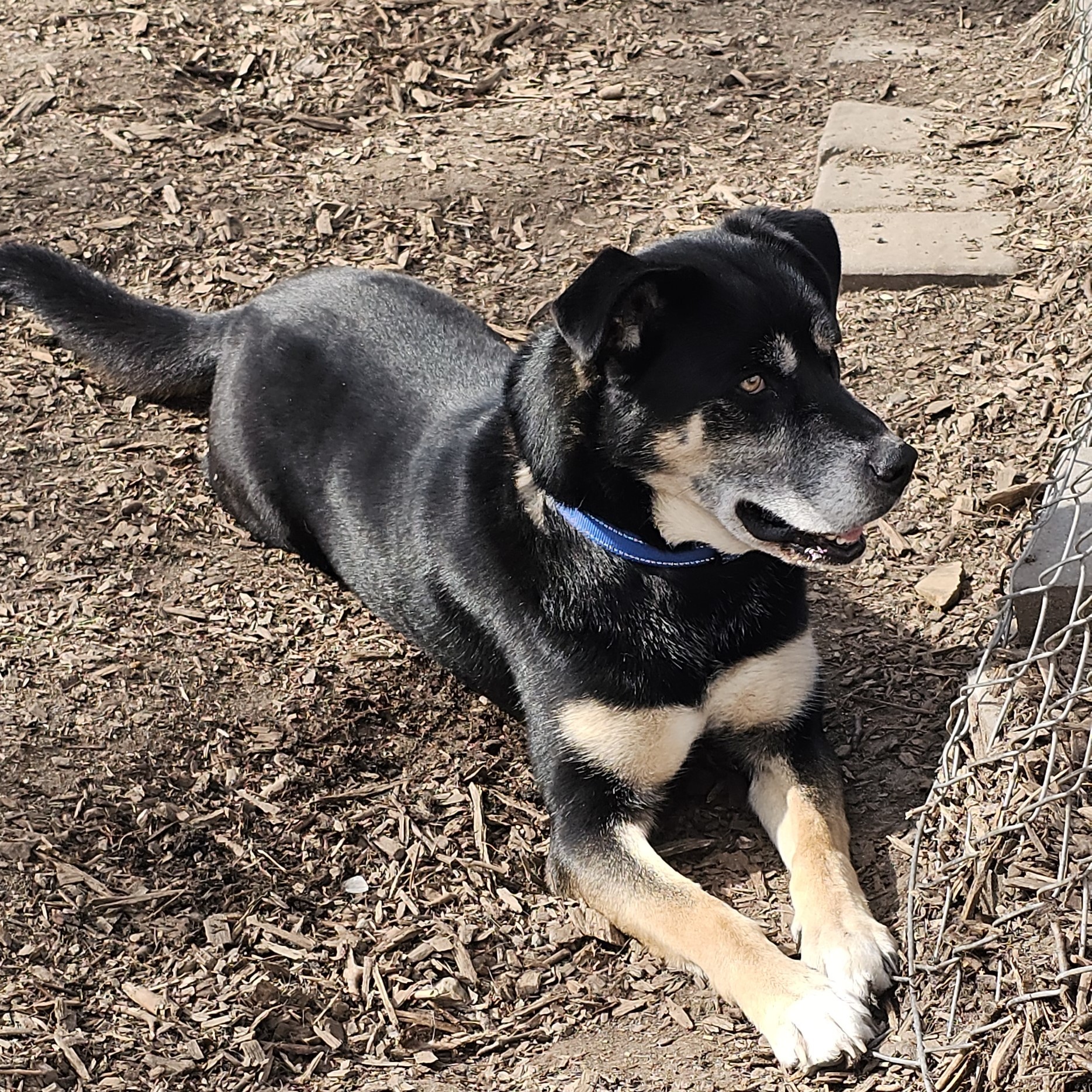 Dog for adoption Hercules, a Shepherd Mix in Ringwood, NJ Petfinder