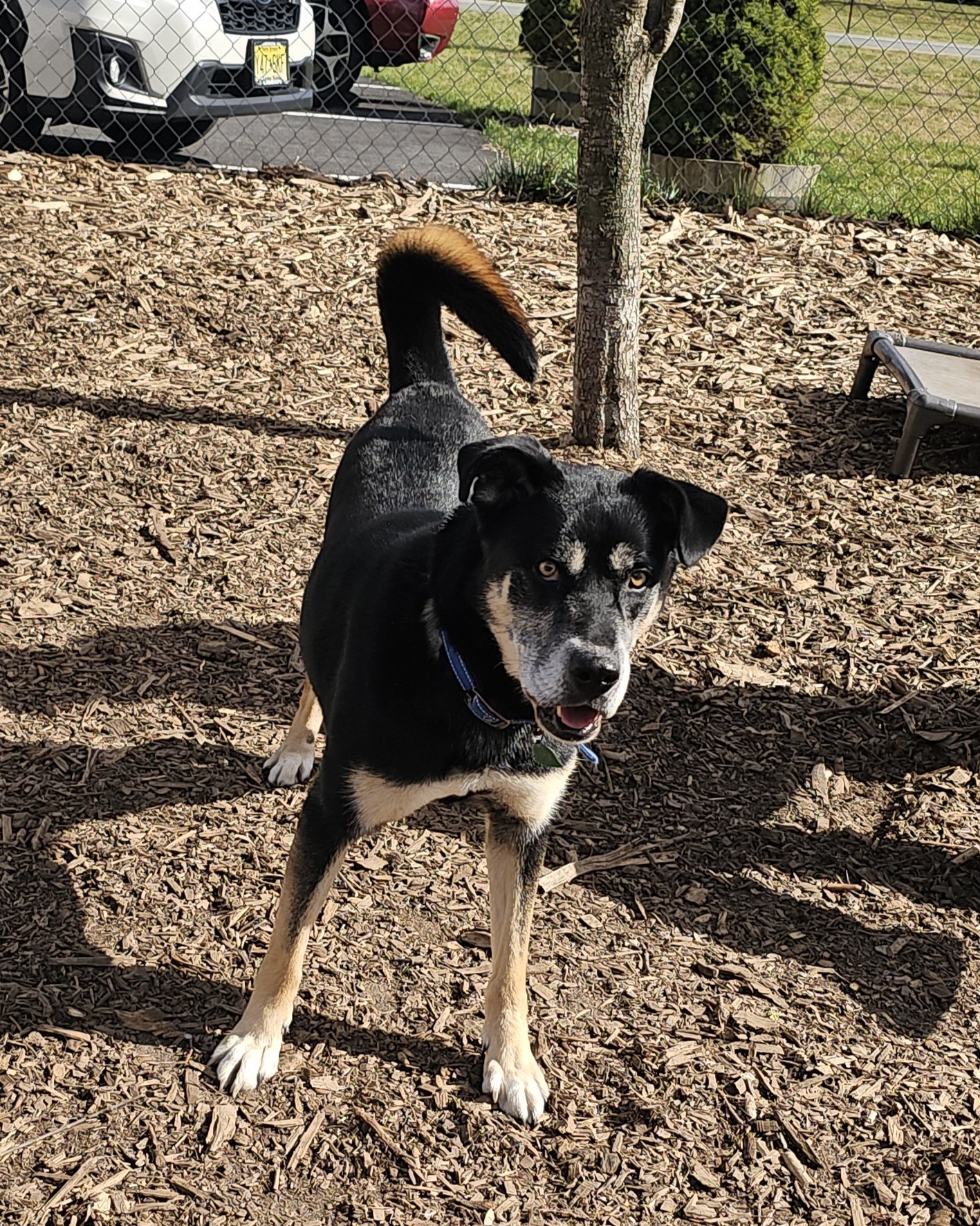 Dog for adoption Hercules, a Shepherd Mix in Ringwood, NJ Petfinder