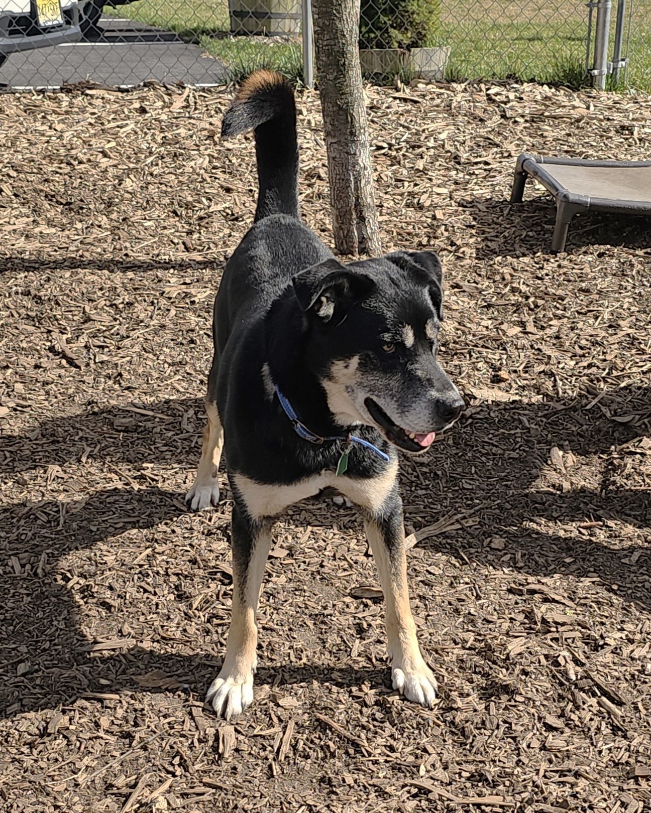 Dog for adoption Hercules, a Shepherd Mix in Ringwood, NJ Petfinder