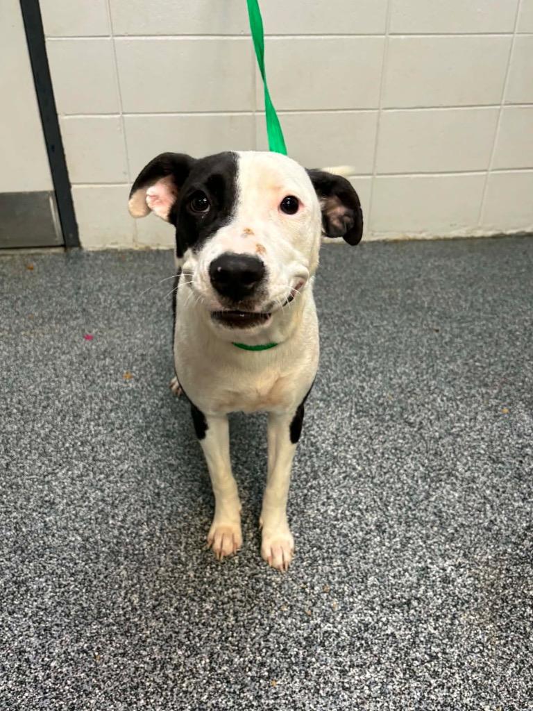 Enlarge Possum, a Adoptable mixed breed in Tifton, GA image 1/6