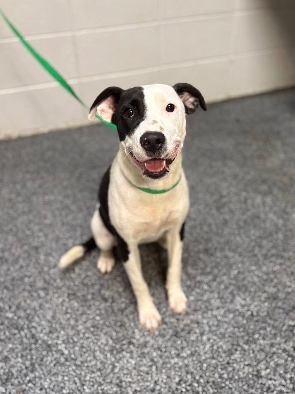 Enlarge Possum, a Adoptable mixed breed in Tifton, GA image 2/6