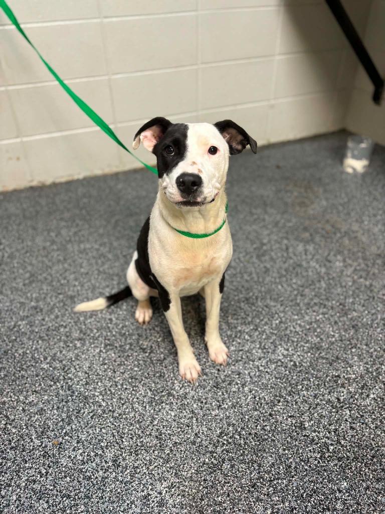Enlarge Possum, a Adoptable mixed breed in Tifton, GA image 3/6