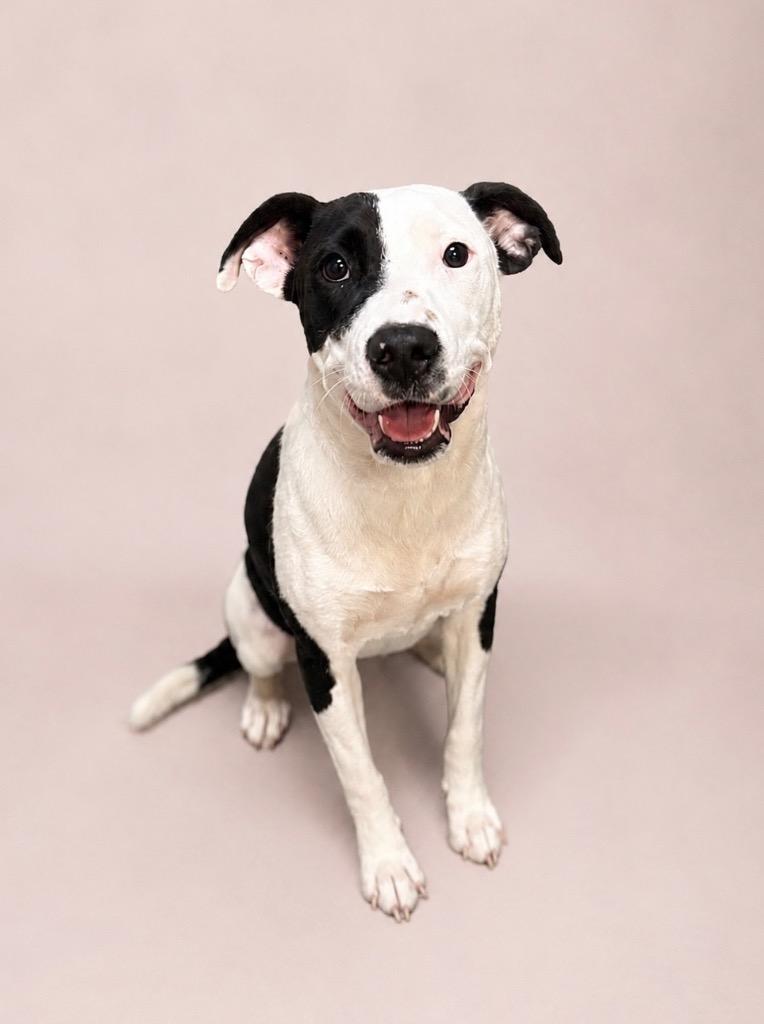Enlarge Possum, a Adoptable mixed breed in Tifton, GA image 4/6
