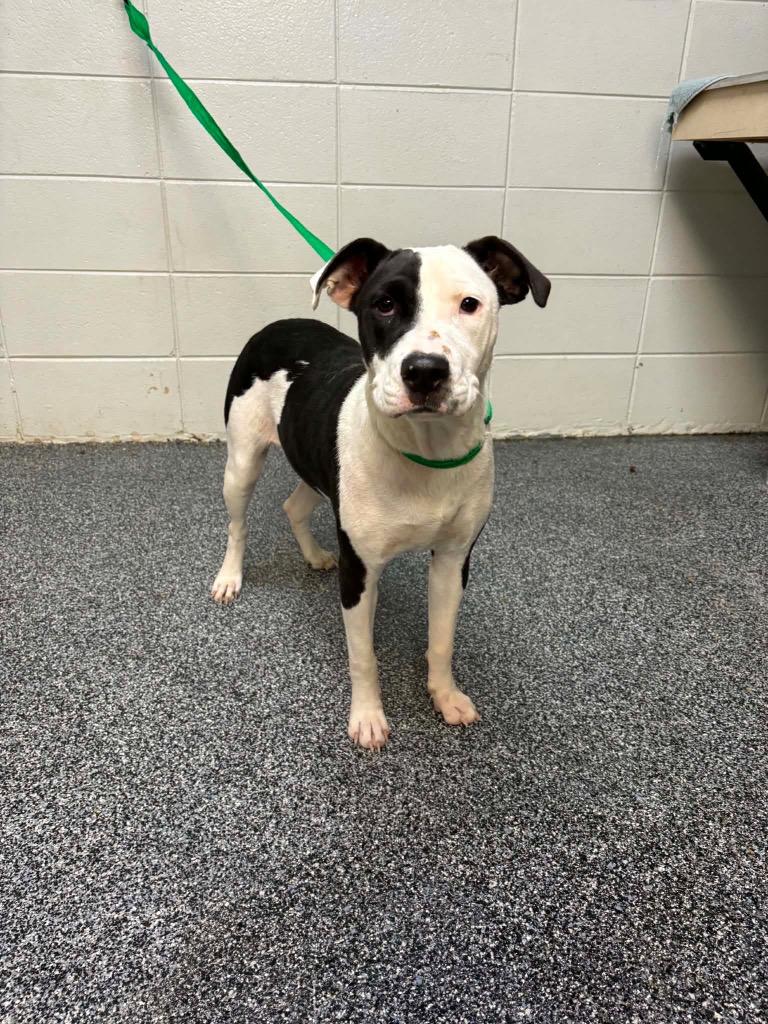 Enlarge Possum, a Adoptable mixed breed in Tifton, GA image 5/6