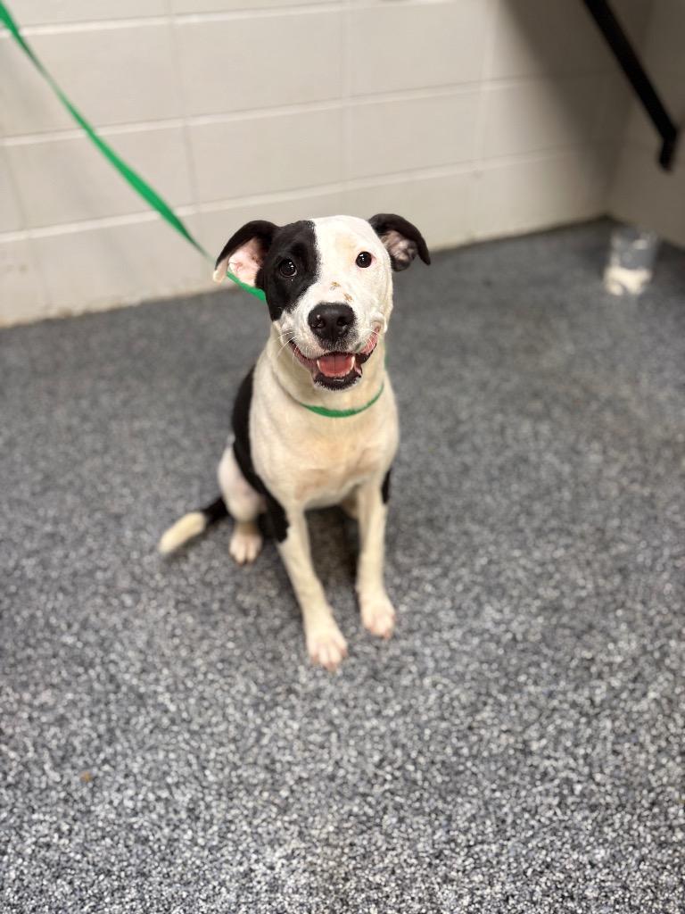 Enlarge Possum, a Adoptable mixed breed in Tifton, GA image 6/6