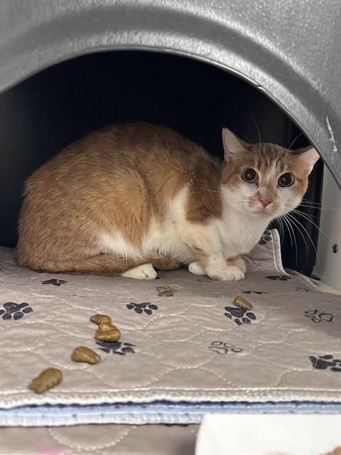 RYU, Adoptable, Young Male Domestic Short Hair.