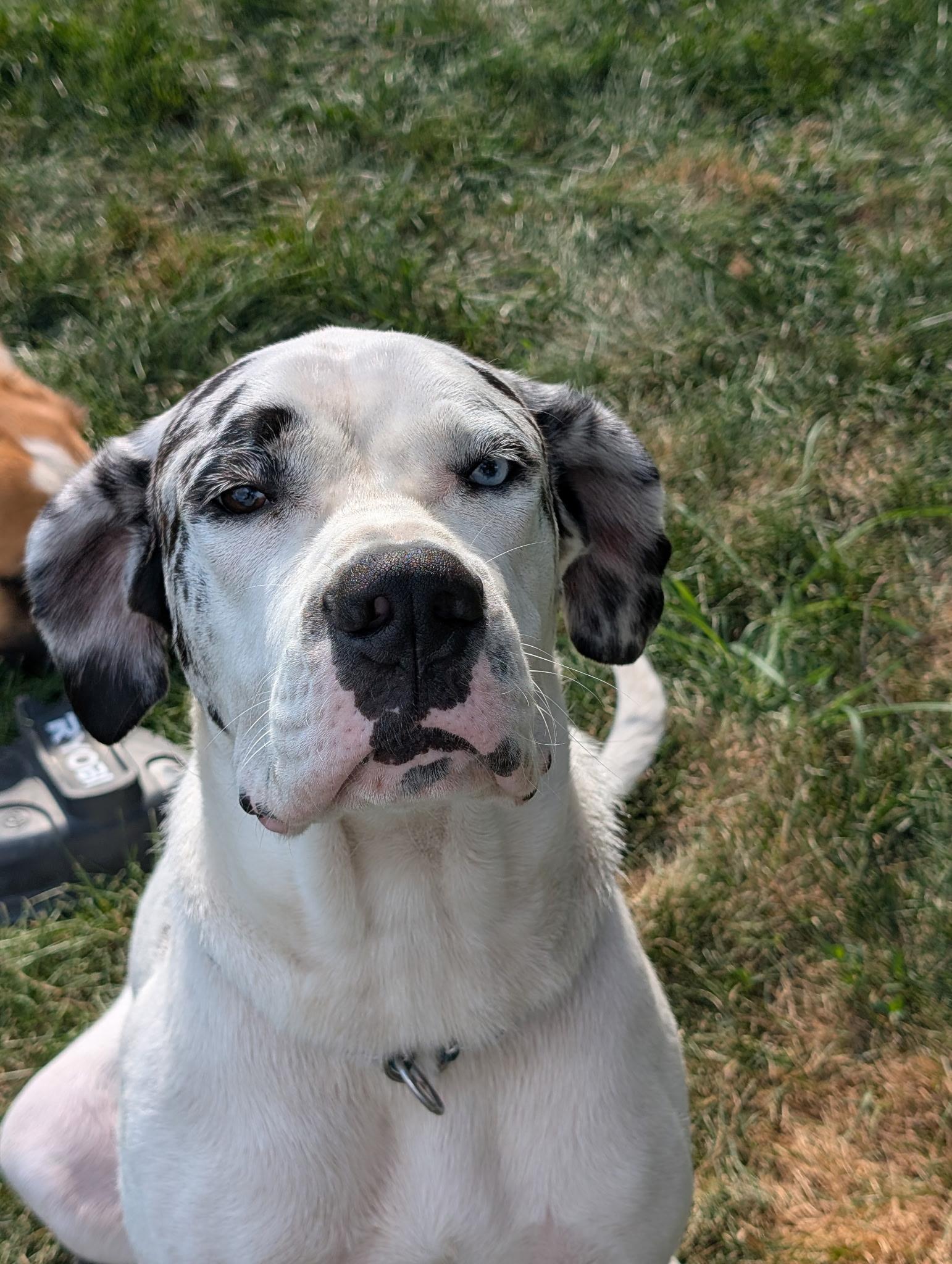 Enlarge Pepper, a ADOPTABLE mixed breed in Hindsboro, IL image 3/5