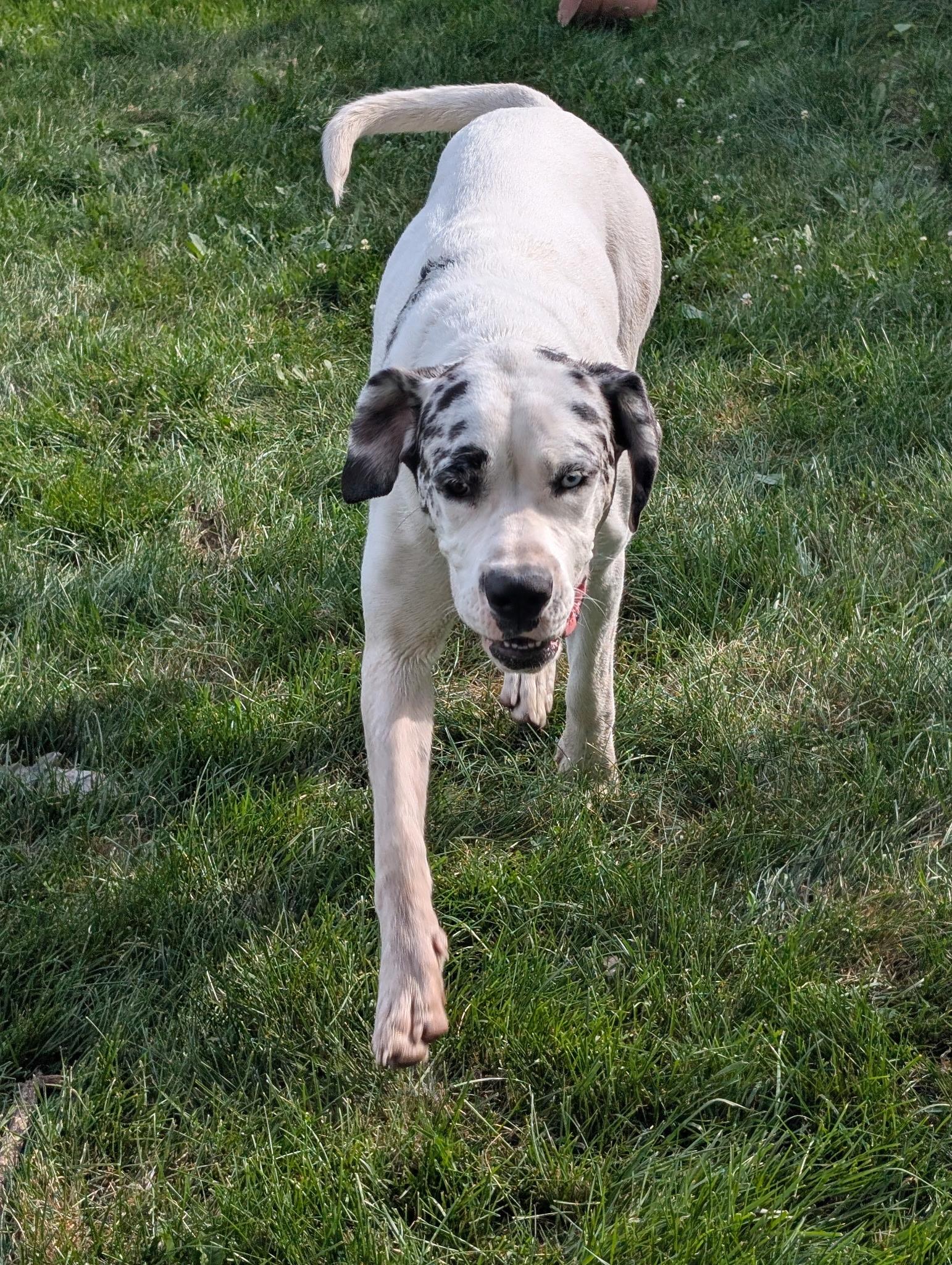 Enlarge Pepper, a ADOPTABLE mixed breed in Hindsboro, IL image 4/5
