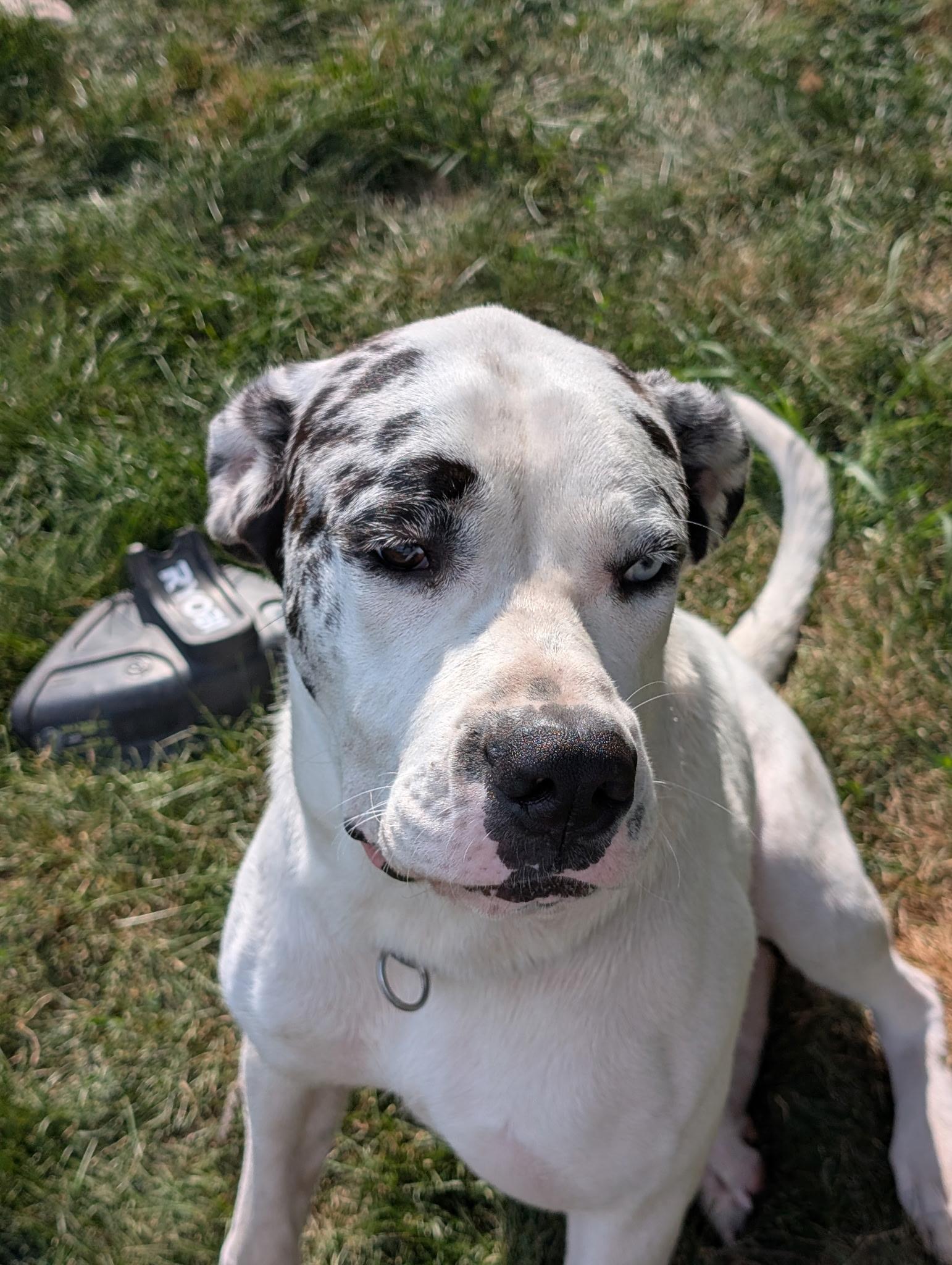 Enlarge Pepper, a ADOPTABLE mixed breed in Hindsboro, IL image 5/5