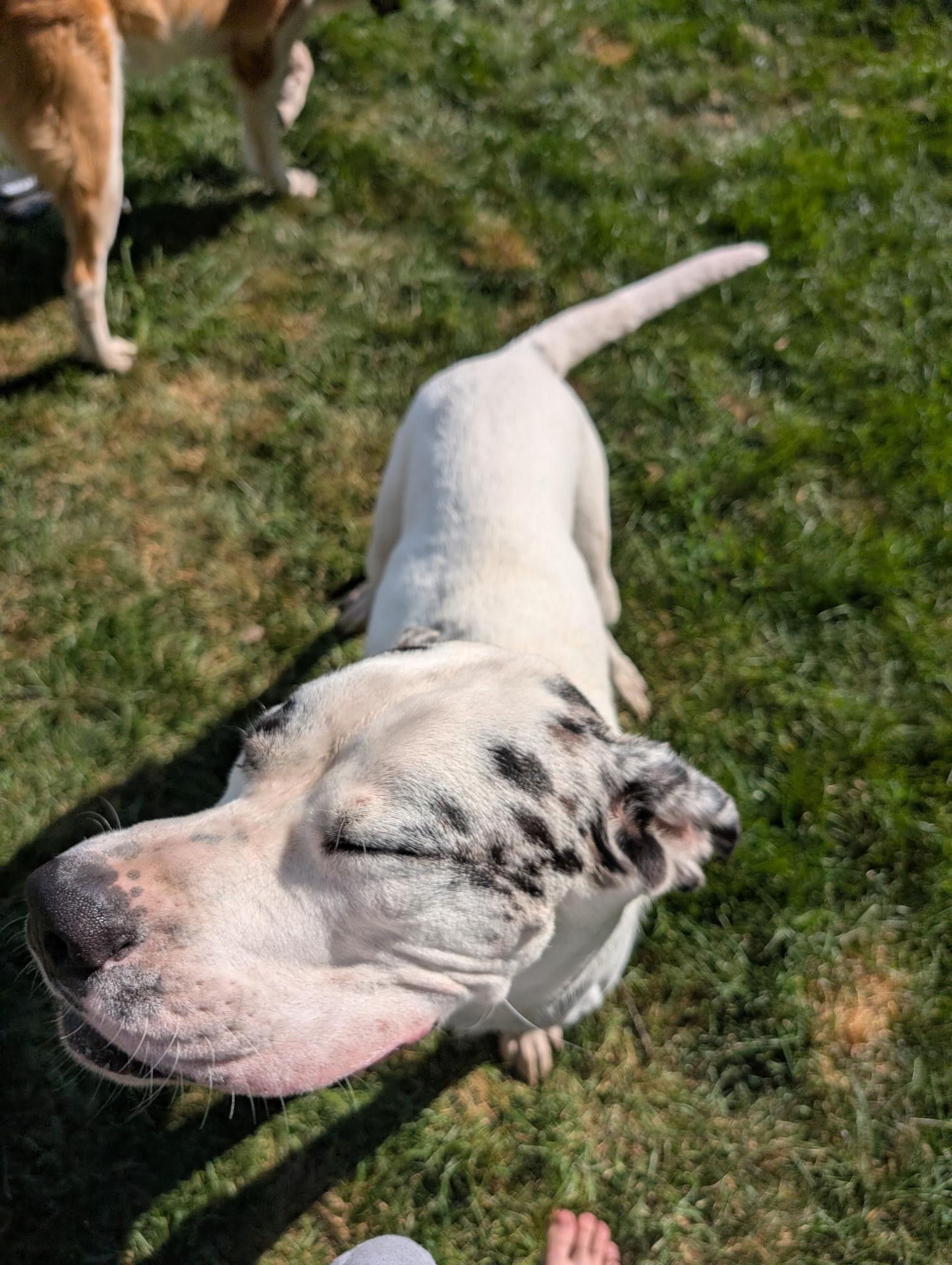 Enlarge Pepper, a ADOPTABLE mixed breed in Hindsboro, IL image 2/5