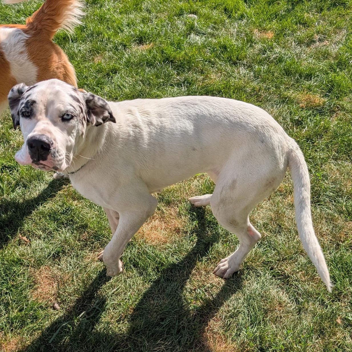 Pepper, ADOPTABLE, Young Female Great Dane.