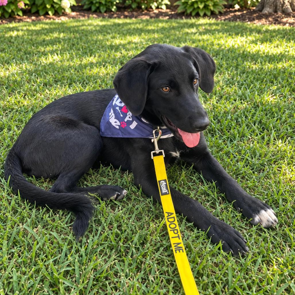 Enlarge Poe, a Adoptable Mixed Breed in Pulaski, TN image 1/2