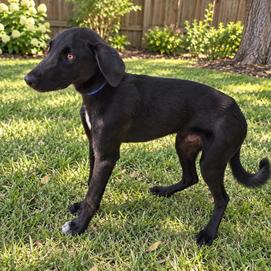 Enlarge Poe, a Adoptable Mixed Breed in Pulaski, TN image 2/2