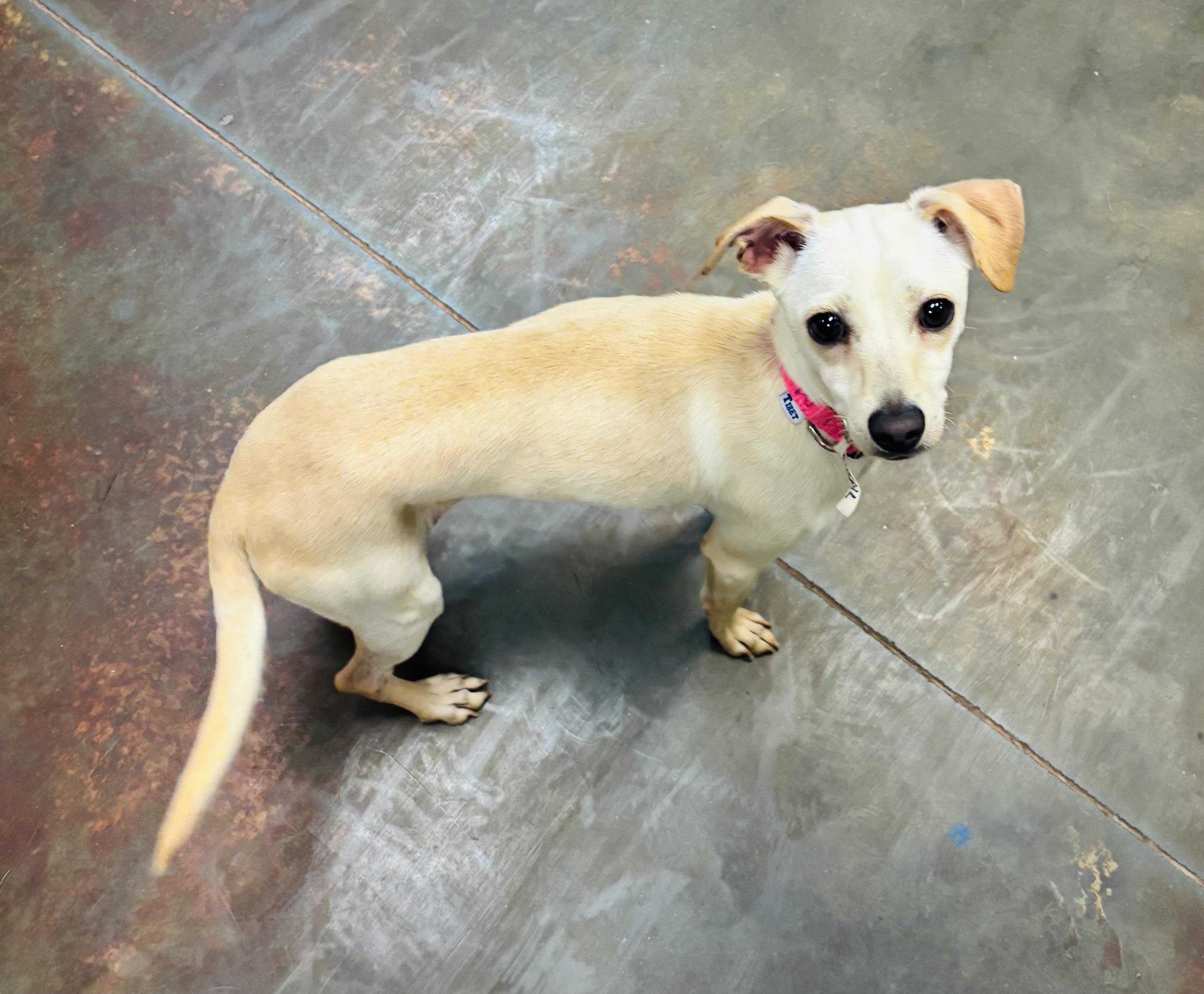 Coral, ADOPTABLE, Young Female Terrier & Chihuahua.