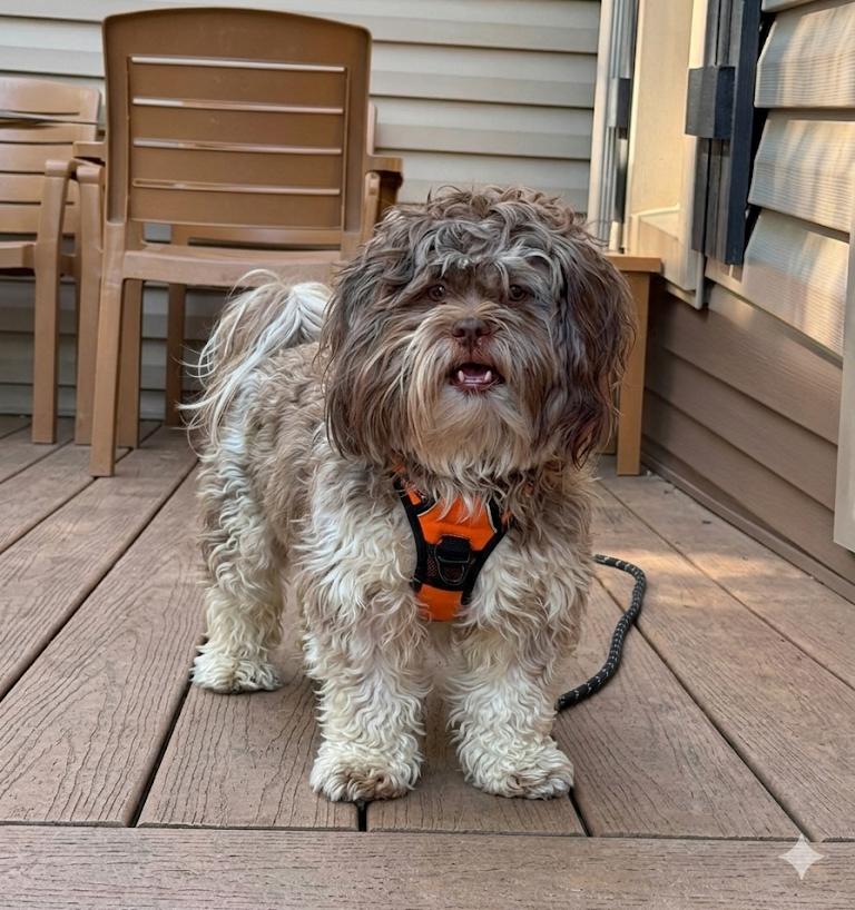 Ming, an adopted mixed breed in Brunswick, OH image 3/5