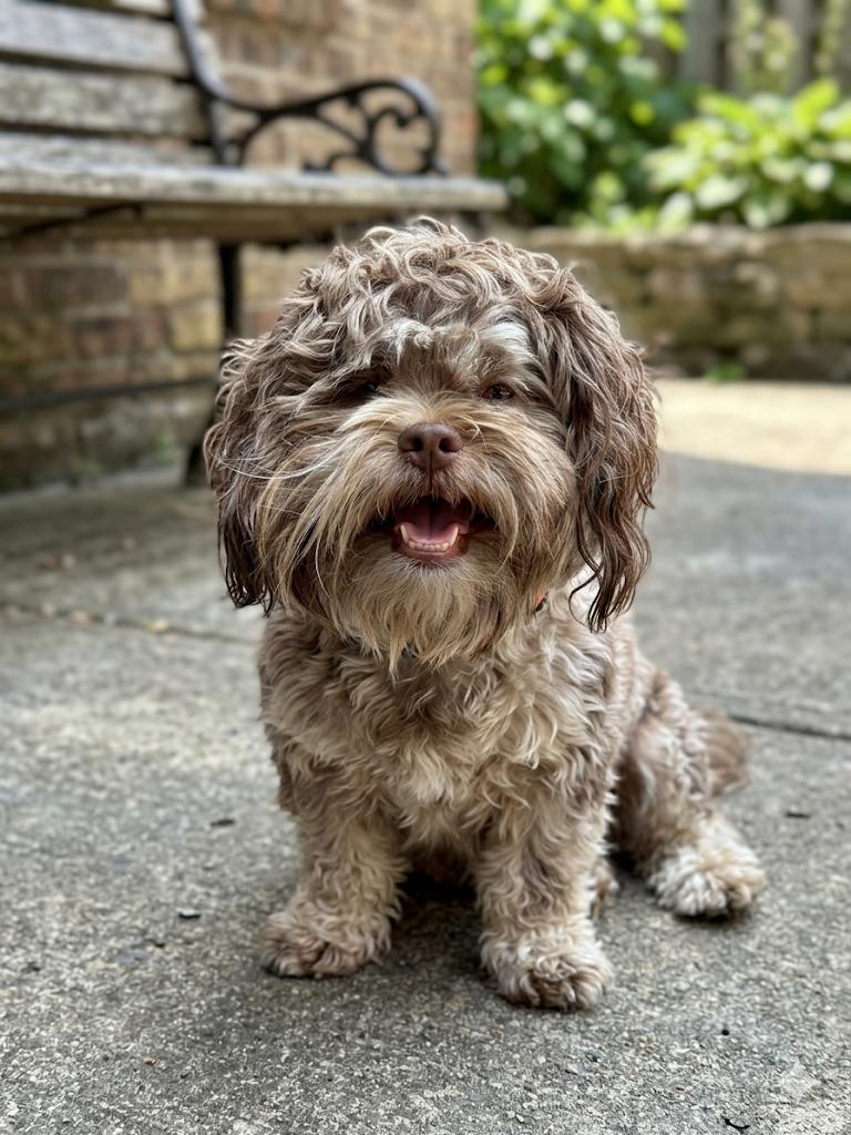 Ming, adopted, Young Male Shih Tzu.