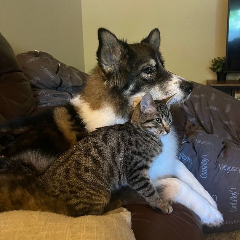Beau and Russ (Bonded Pair) photo 2